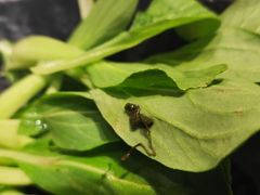 -新一哥粤菜火锅(瑞金店)