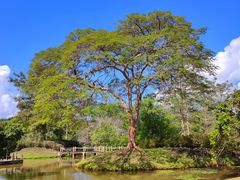 -中国科学院西双版纳热带植物园