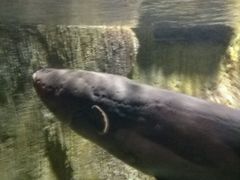 电鳗-多彩贵州城极地海洋世界