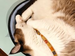 -绒爪撸猫下午茶·猫咖