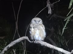 -夜间野生动物园
