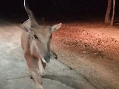 -清迈夜间动物园