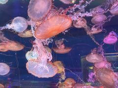 -上海海昌海洋公园