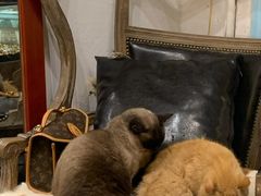 猫猫凑数-黑色经典臭豆腐·湖南特产(坡子街店)