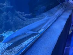 -太平洋海底世界