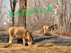 -北京野生动物园