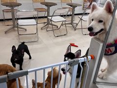 -共舞时光猫咖·狗咖(新街口店)