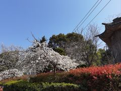 -武汉大学-樱园