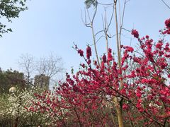 -重庆彩云湖湿地公园
