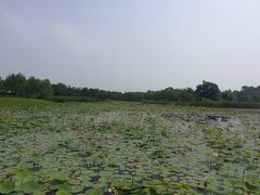 -鉴湖国家城市湿地公园