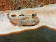 -悉尼海洋生物水族馆