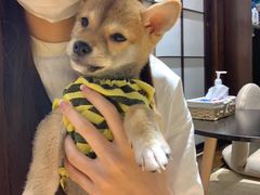 -逗柴咖啡屋·狗咖猫咖宠物桌游