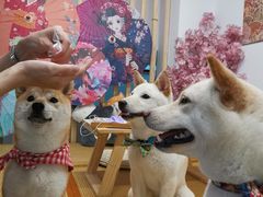 -柴迷FANS CLUB·柴犬狗咖·猫咖
