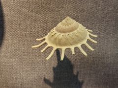 -烟台自然博物馆
