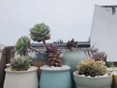 -蜜舍咖啡(洋人街店)