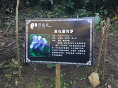 -野象谷景区