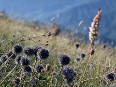 -白草畔自然风景区