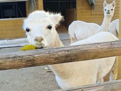 -北京市海淀外国语实验学校