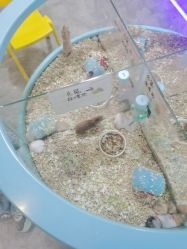 -神奇动物撸宠馆·羊驼·小浣熊·异宠(豫园店)