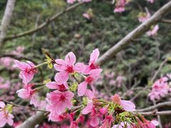 -广州市帽峰山景区
