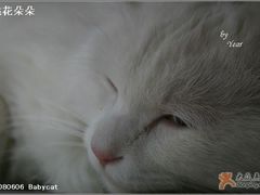 -Babycat私家御饼屋(龙头路一店)