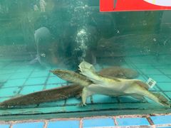 -天怡·鱼工厂(梅溪湖店)