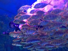 -芜湖新华联大白鲸海洋公园