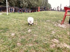 -爪吧宠物乐园·宠物泳池(温榆河示范区店)