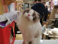 -滚猫咖啡·猫咖·猫友好撸猫(未来城店)