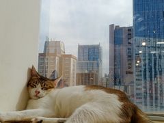 -Heymao猫咖.咖啡厅(东门店)