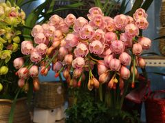 -双季花艺园艺市场(浦东店)