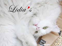 猫-Sirena海妖日咖夜酒