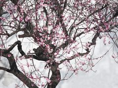 -艺圃