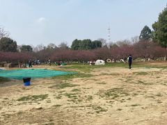 -秀丽东方