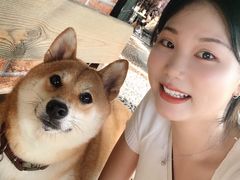 -柴犬高等学院·狗咖·柴犬售卖·宠物训练