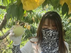 -老袁家蜜桃农场·阳山水蜜桃