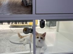 -小猫来了·猫舍(红山六九七九店)