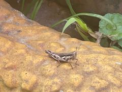 -海南热带雨林国家公园吊罗山景区