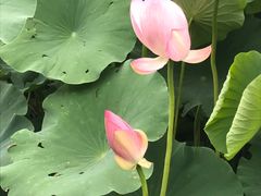 -莲花池公园