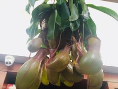 -正德顺順德雙皮奶(中信店)