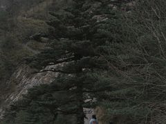 -朱雀国家森林公园