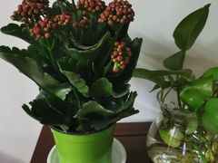 -双季花艺园艺市场(浦东店)
