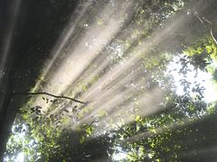 -西双版纳原始森林公园