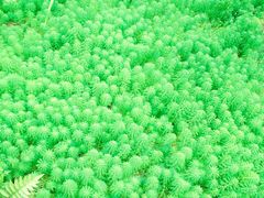 -南山植物园
