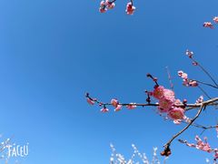 -香雪海