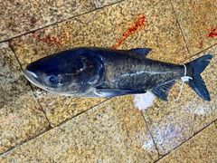 -好灶头妈妈菜·千岛湖土菜地标美食