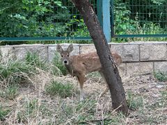 -北京麋鹿生态实验中心