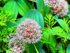 -国家植物园南园