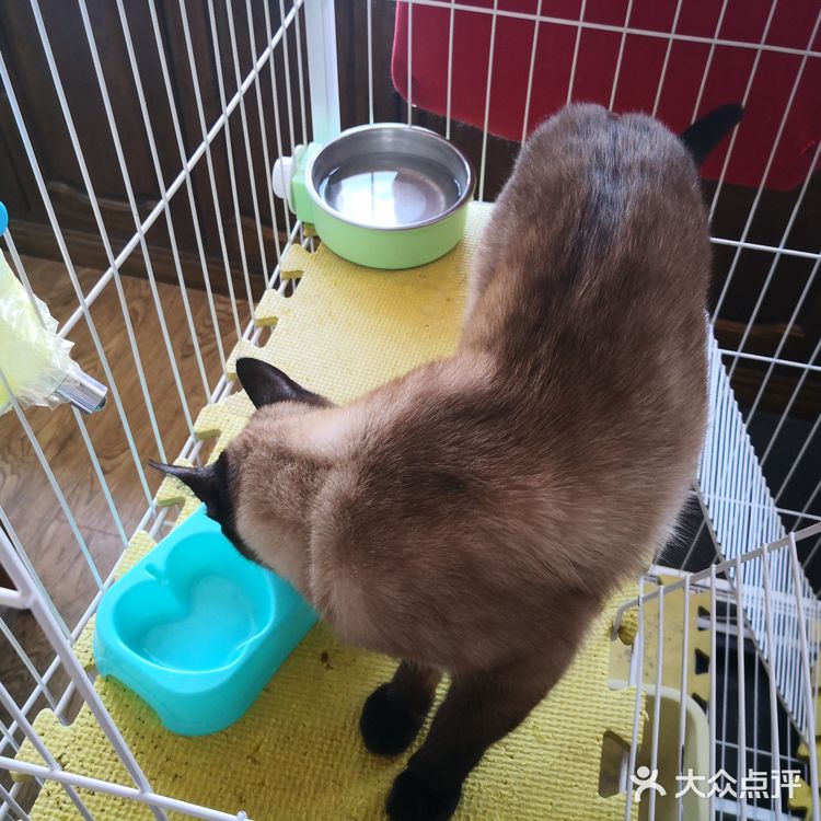 暹（xiān）罗猫是世界著名的短毛猫，也是短毛猫的代