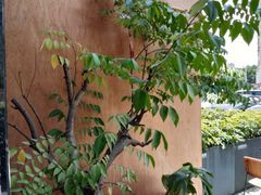 -韩见·韩式拌饭·炸鸡(石厦店)